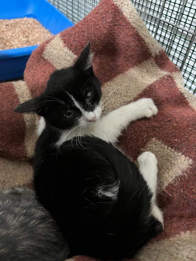 FiorellaArcodi1's tweet photo. Ancora nessuna richiesta per questa dolcissima bimba..🫣
Come immaginavamo,una cucciola bianco nera con un occhietto velato,l avrebbero scartata tutti 😞
Ma noi continuiamo a provarci nella speranza che #Puffetta non debba crescere senza famiglia.
La piccola ha due mesi e mezzo,si affida sverminata,vaccinata e chippata in casa in sicurezza,in Puglia,al centro e al nord Italia.
Info whastapp 346 883 0126