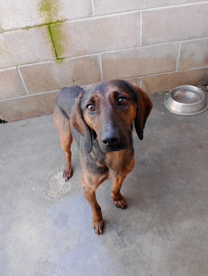 Morirà 😢😢😢 lì
LUCIO È STATO TRASFERITO💔 IN CANILE IN MONTAGNA SIAMO A MENO DIECI GRADI LA NOTTE. LUCIO TREMA😪 È DOLCISSIMO😔FA TANTA TENEREZZA 

Lucio è cane molto affettuoso, tranquillo ed equilibrato, di taglia medio piccola, sui 18 chili. È veramente un cane dolce. Si