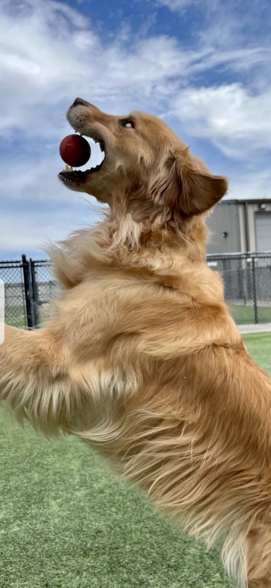 Walker20001321's tweet photo. And Happy Crazy #GoldenRetrieverDay https://t.co/MS4u57e32C