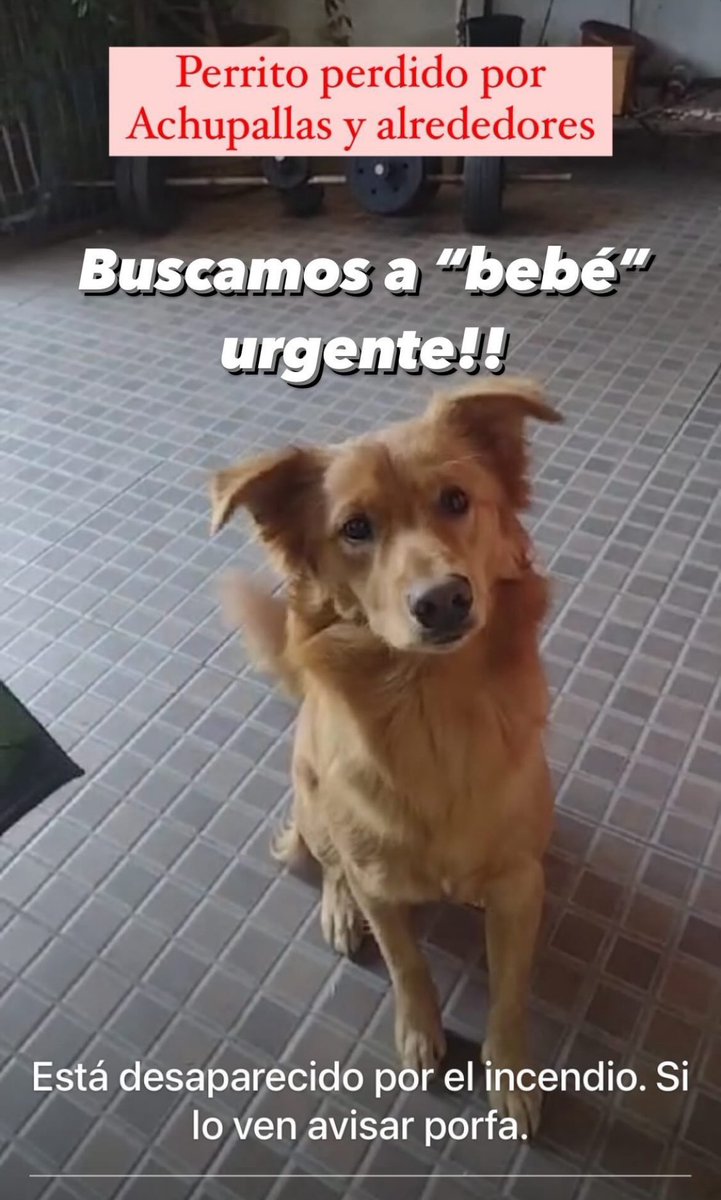 milenkoo_'s tweet photo. El pololo de mi amiga perdió a su perrito y lo estan buscando PORFAVOR DIFUNDIR #Valparaiso https://t.co/YZOvkzcoqA