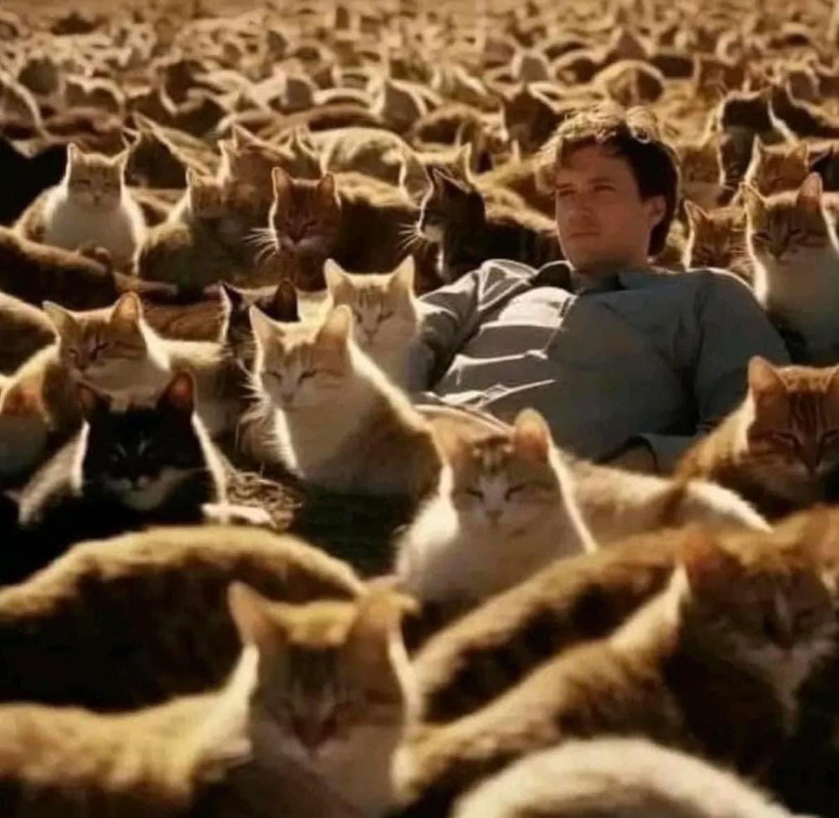 me if I could save every homeless cat in the world