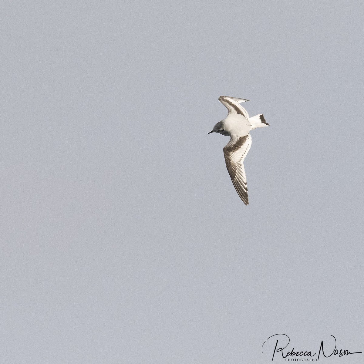 Little Gull in #Lerwick harbour today. #Shetland @BirdGuides @NatureInShet