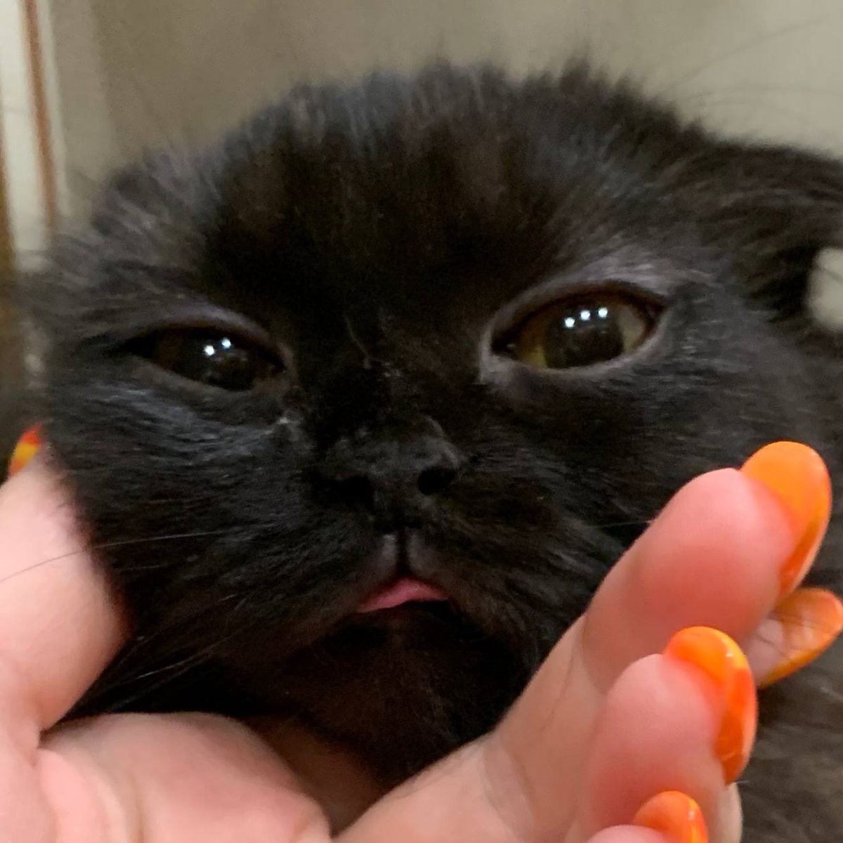 Yarolicka's tweet photo. Недавно задумалась почему, имея дома черную кошку, на моих шмотках всегда только белая шерсть. 

Оказалось, что с кошкой прикол почти как с платьем (бело-золотым или черно-синим). 

Вот моська кошки. Так она выглядит снаружи. И вот как она выглядит «внутри»😬 https://t.co/DXzBITTIcQ