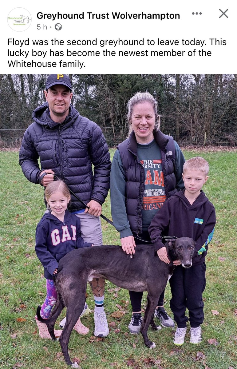 H💚MED - FLOYD another one of the ex Hall Green greyhounds gets to have a family life in a forever home. We wish you and the Whitehouse family all the best in your retirement boy 💚🐾 👏🏼👏🏼Greyhound Trust Wolverhampton