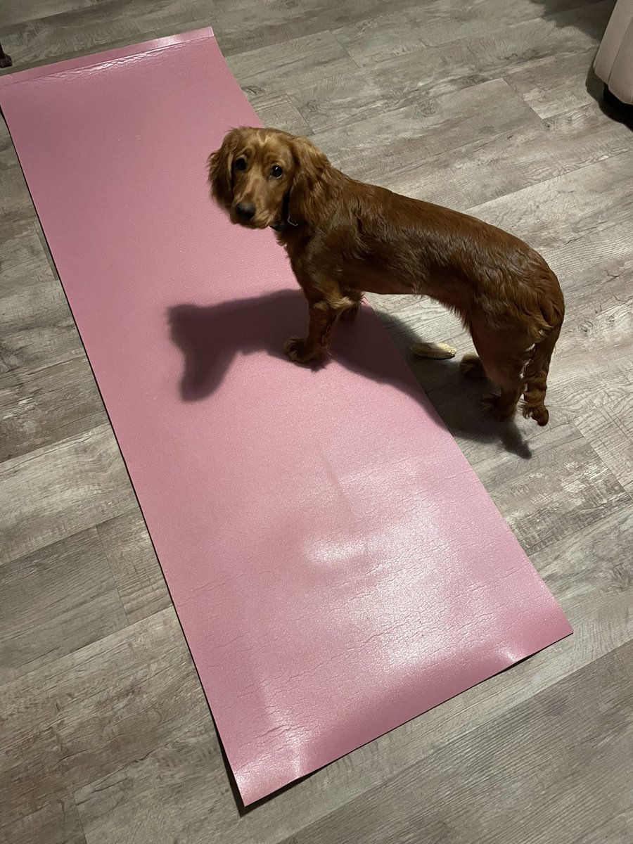 Every day I do yoga with this menace.