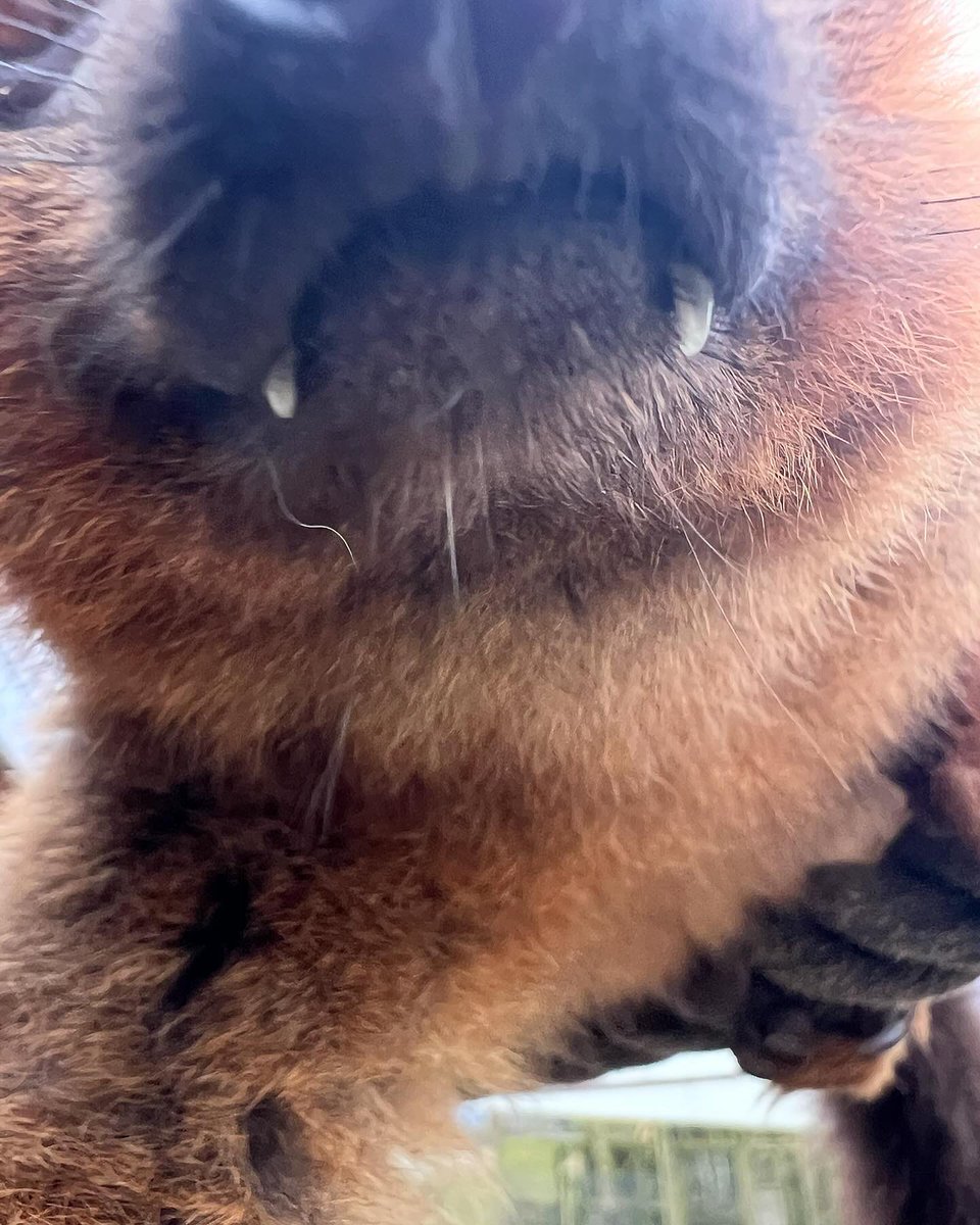 _Laboleyn's tweet image. Attempted phone theft