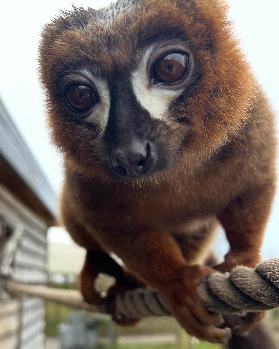 _Laboleyn's tweet image. Attempted phone theft