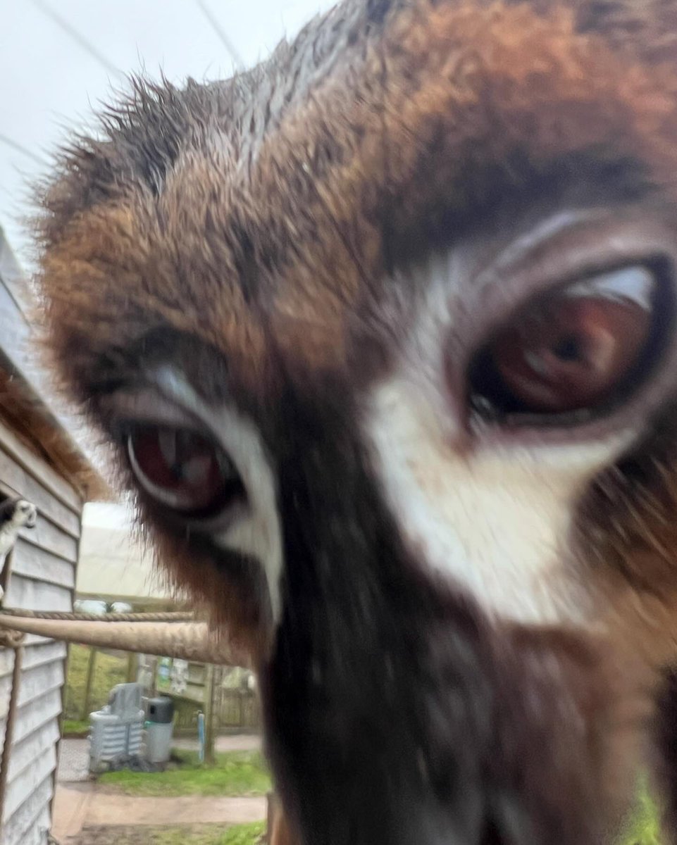 _Laboleyn's tweet image. Attempted phone theft