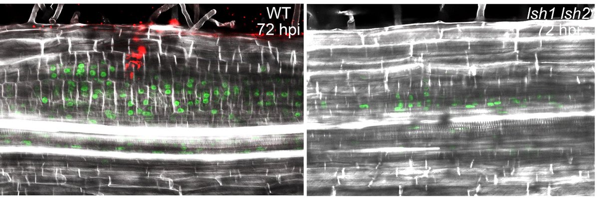 Les gènes LSH précédemment liés aux pousses aériennes sont requis pour les nodules fixateurs d'azote
Cette découverte nous rapproche de la possibilité de rendre les cultures céréalières non légumineuses capables de fixer symbiotiquement l'azote de l'air
👇
slcu.cam.ac.uk/news/LSH-genes…