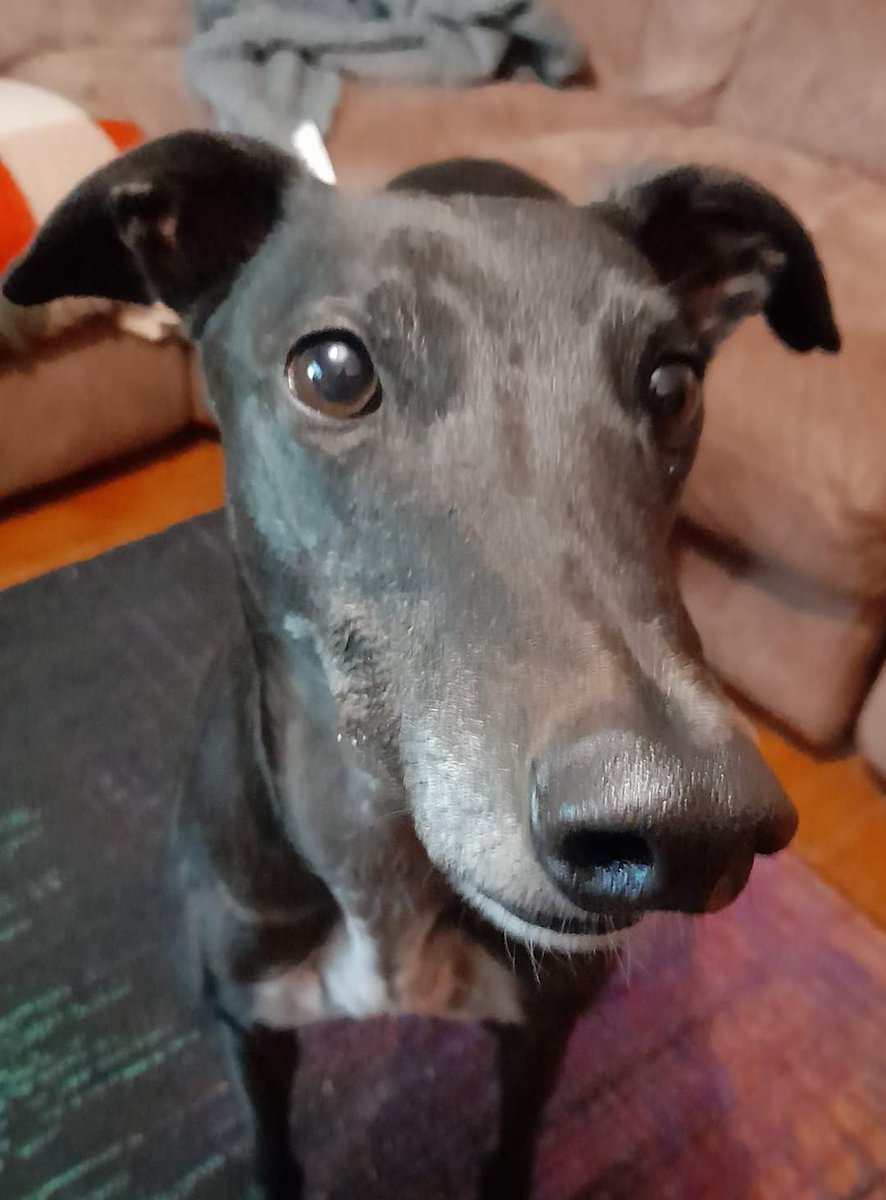 Don't I look handsome 
#AdoptDontShop 
#blackgreyhounds 
#greyhoundsoftwitter 
#greyhoundsmakegreatpets