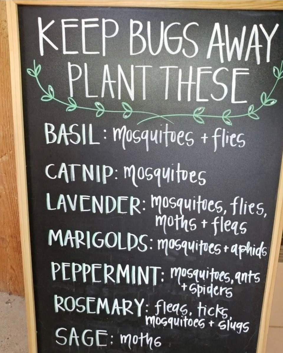 EarthDemeter's tweet image. 🌿✨ Keep bugs at bay with these natural defenders! 🦟🌼 A garden full of protection and fragrance awaits! #FeedTheSoilHarvestTheFuture #GardenTips #NaturalPestControl #KeepBugsAway 🌱🚫