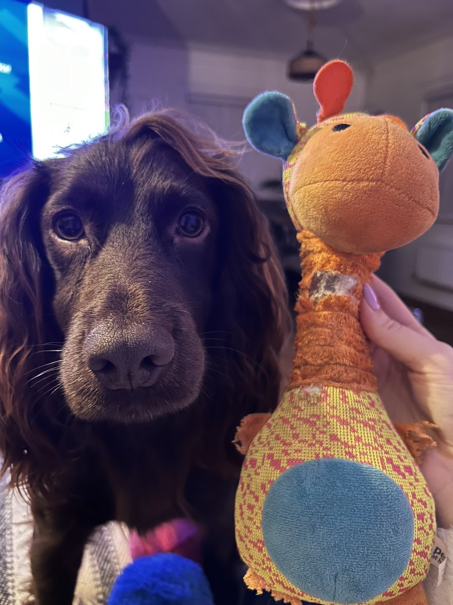 ellllss_'s tweet photo. @PetsatHome Baxter looking sad because I ordered him a new version of his favourite toy today just for it to be cancelled whilst I was on my way because there was no stock after all https://t.co/dahSSucxEj