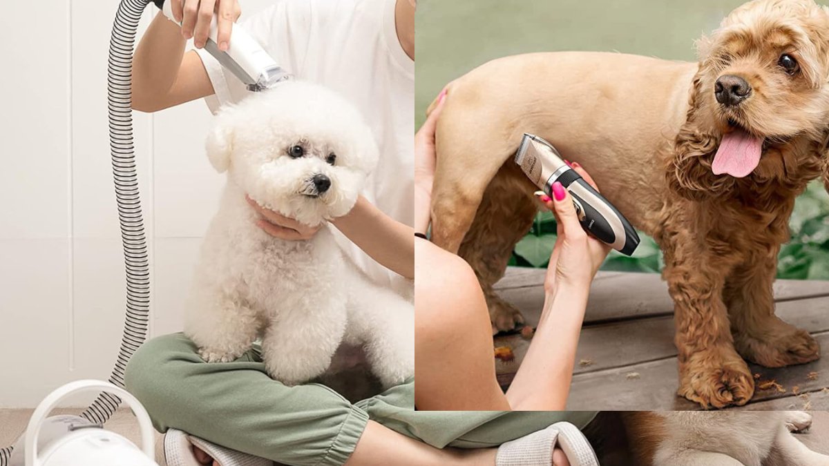 Melwyn1976219's tweet image. Dive into the world of pet grooming excellence with our comprehensive guide! 🐾✨#PetGrooming #GroomingGuide #PetCareRevolution
petsallabout.com/is-a-pet-groom…