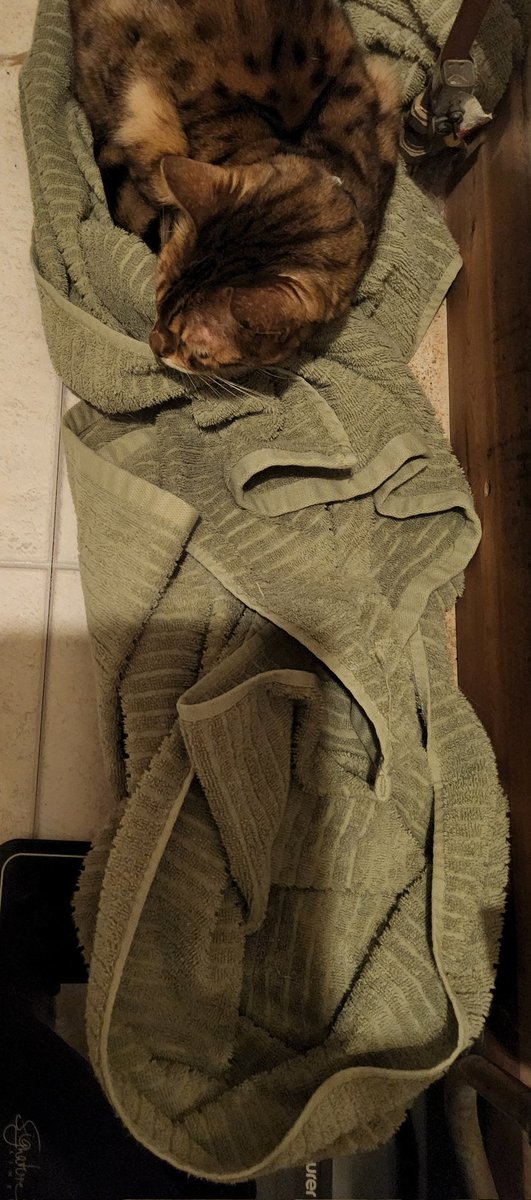 oscardismore2's tweet photo. Couldn't find Spot.
She was behind the bathroom door, had pulled the towels off the rad &amp; had made a nice bed, despite having myriad of her own.
#WhyICantHaveNiceThings https://t.co/cs31rwxmlc