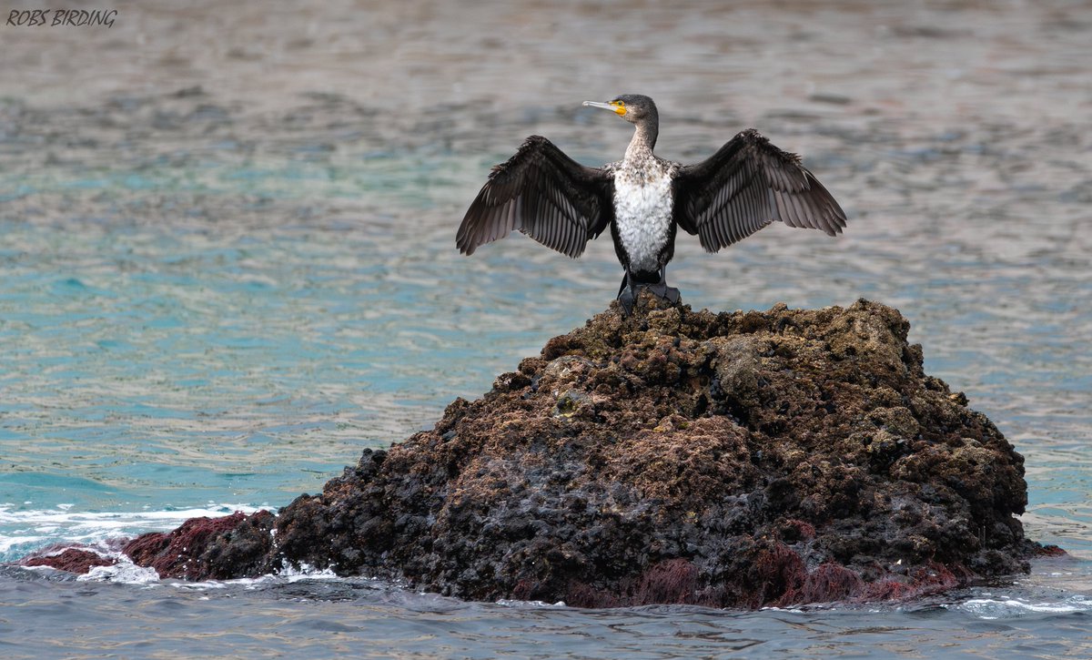 A Juvenile Great cormorant (Phalacrocorax carbo) drying its wings atop a rock at low tide #Gibraltar #BirdsSeenIn2024 @gonhsgib @GibraltarBirds @_BTO @Natures_Voice #TwitterNatureCommunity @NautilusGib @Britnatureguide @BirdGuides @GibMarine @NikonEurope