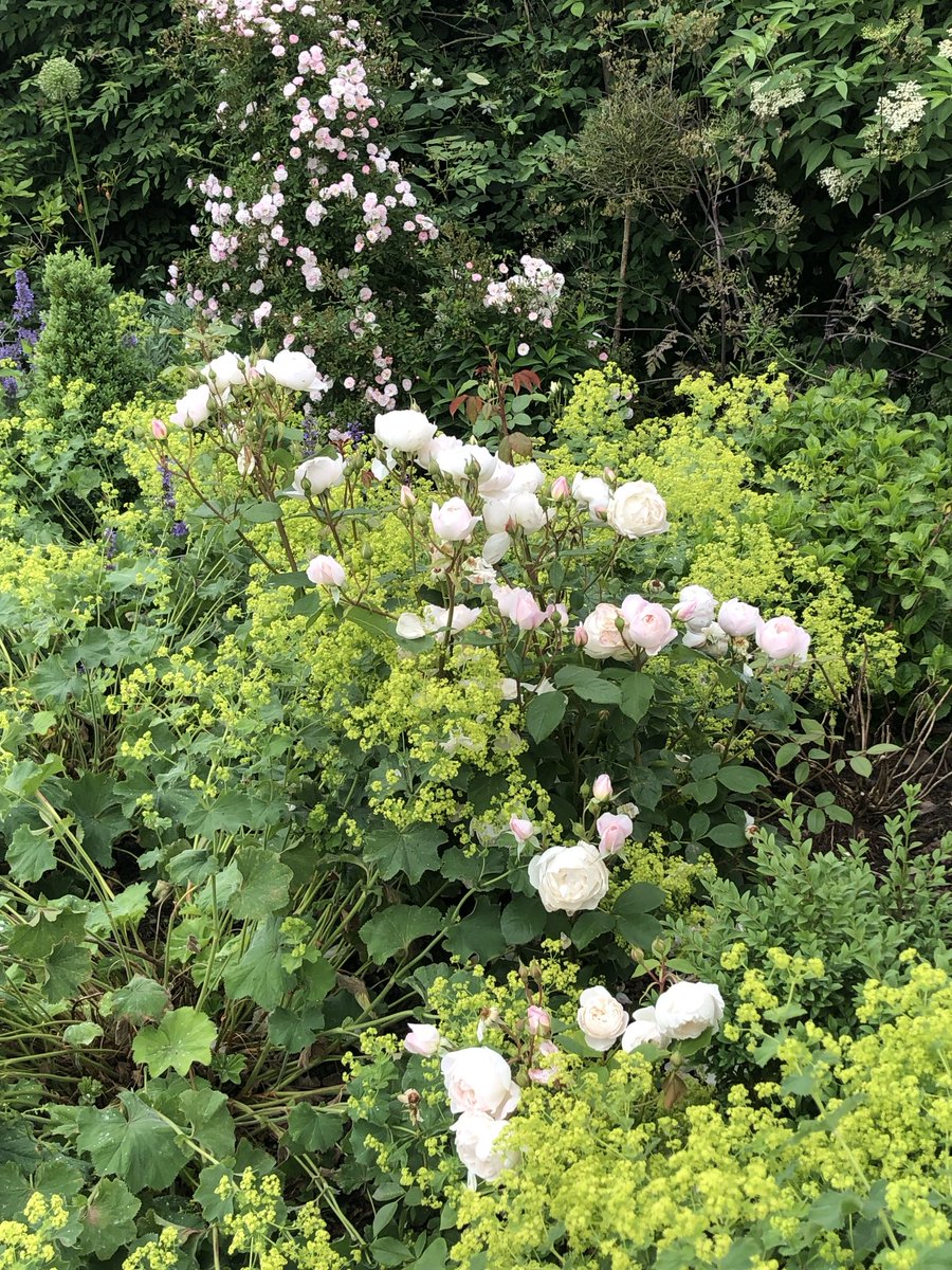 GardenerFliss's tweet image. Busy making plans for this summers boarders, I love looking back on pics  from last season and thinking of ways to improve or edit the boarders. This is Desdemona from David Austin and good old Alchemillis Mollis. #gardensoftwitter #gardenersworld #gardendesign