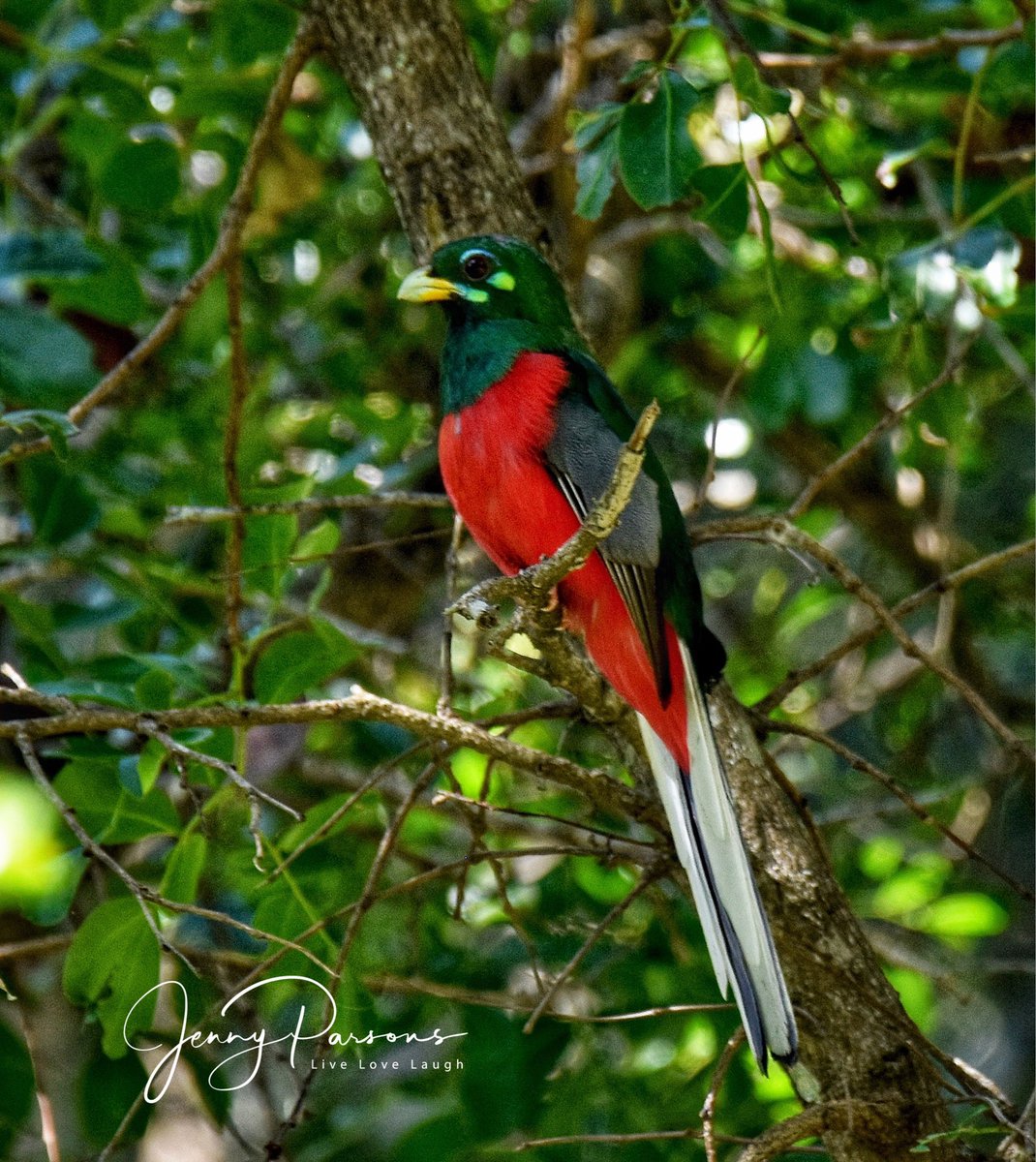 Narina Trogon is one of the most strikingly beautiful birds I have ever seen. What a treat to see in the riverine forests near Port Alfred. An awesome way to start my birding year!

#lifer #birding #birdwatching #colourmyworld #pringlebaybirding #TwitterNatureCommunity