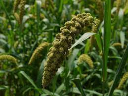 TASIBO's tweet image. Himalayan Finger Millet...
#Nepal #Kodo