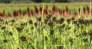 TASIBO's tweet image. Himalayan Finger Millet...
#Nepal #Kodo