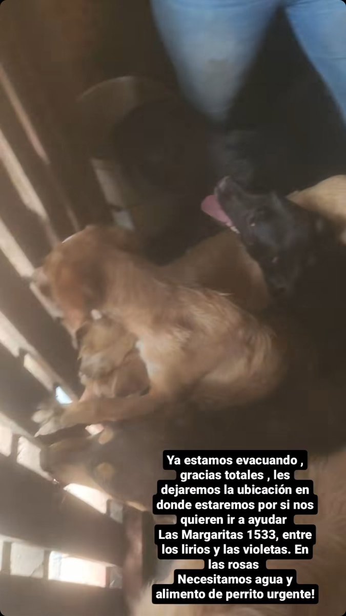 caguzvel's tweet photo. Fundación patitas revoltosas de Quilpué necesita ayuda, son 75 rescatados!! 
Se necesitan voluntarios y alimento 
RT! 
#incendio #VinadelMar #QUILPUÉ #mascotasincendio #MascotaIncendio https://t.co/OGnQk9bkHn