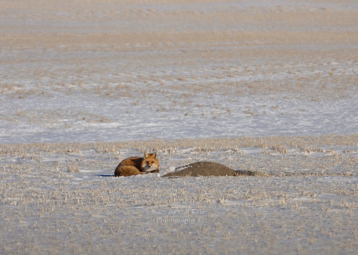 KamalaKyle's tweet photo. Doesn’t seem fair that people in Alberta and many other areas can shoot red foxes, year-round, for target practice, for fun or because they are “inconvenient”.
#fox #redfox #savefoxes #foxlivesmatter #wildlifematters #saveaniamlssavetheworld #respectwildlife #wildlifeconservation https://t.co/tpVDt8TSOs
