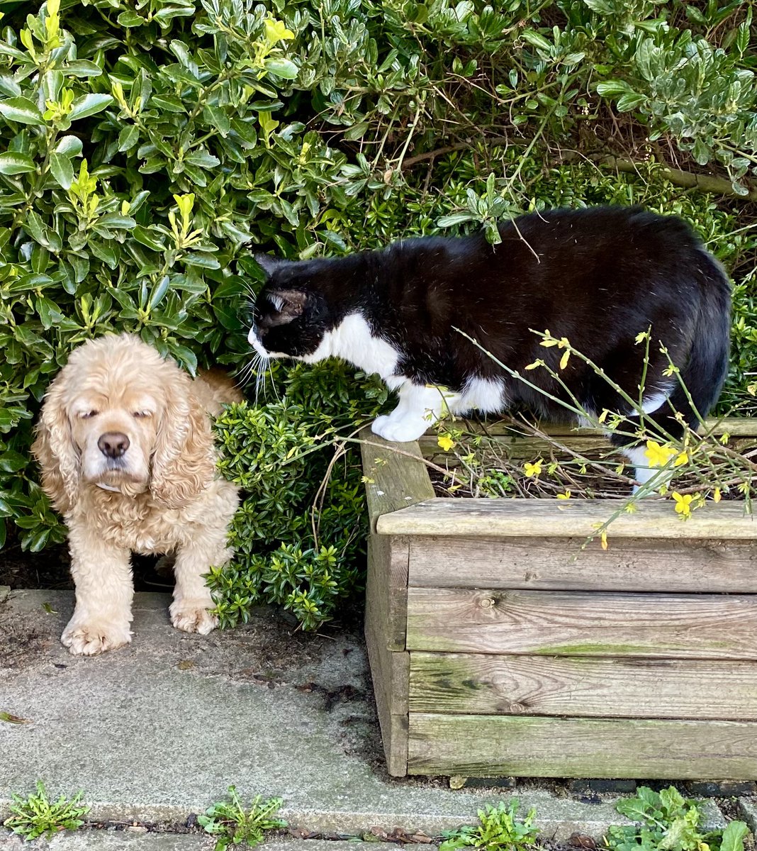 SpanielsSuper's tweet photo. PussPuss wouldn’t let me past 😢
I thought I was being clever & avoiding her her by sneaking through the bushes 👍
But she was onto me….She was waiting on the other side to #GetMe
She bullies me #PoorIsky
#PussPutin
I was #Brave & walked past pretending she wasn’t there https://t.co/gqFbfR28aG