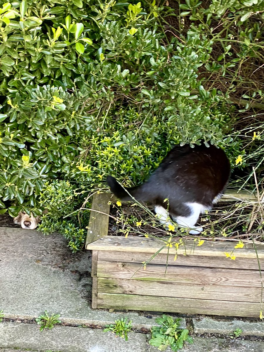 SpanielsSuper's tweet photo. PussPuss wouldn’t let me past 😢
I thought I was being clever & avoiding her her by sneaking through the bushes 👍
But she was onto me….She was waiting on the other side to #GetMe
She bullies me #PoorIsky
#PussPutin
I was #Brave & walked past pretending she wasn’t there https://t.co/gqFbfR28aG