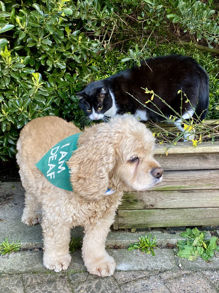 SpanielsSuper's tweet photo. PussPuss wouldn’t let me past 😢
I thought I was being clever & avoiding her her by sneaking through the bushes 👍
But she was onto me….She was waiting on the other side to #GetMe
She bullies me #PoorIsky
#PussPutin
I was #Brave & walked past pretending she wasn’t there https://t.co/gqFbfR28aG