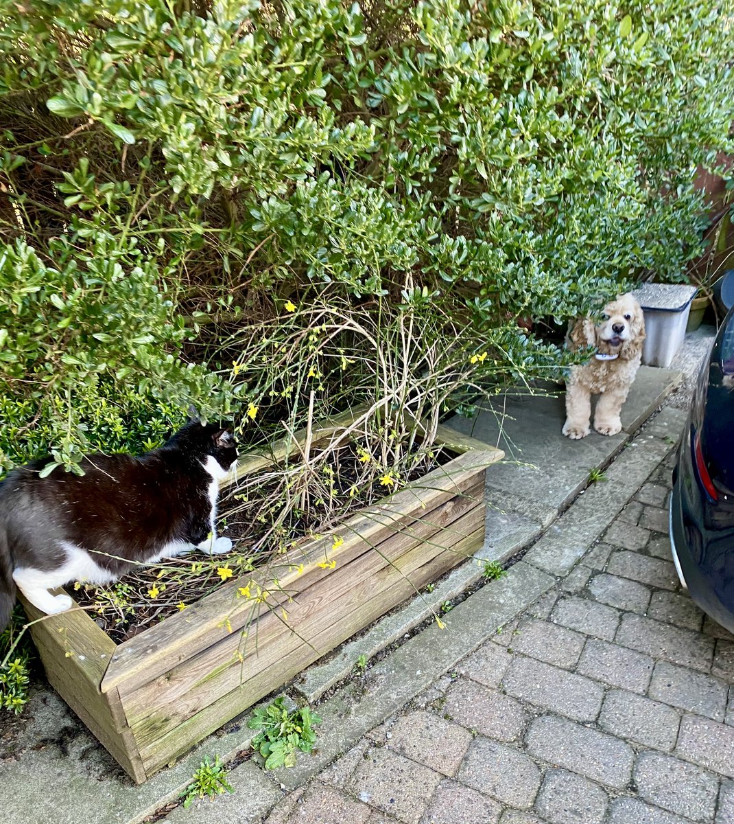 SpanielsSuper's tweet photo. PussPuss wouldn’t let me past 😢
I thought I was being clever & avoiding her her by sneaking through the bushes 👍
But she was onto me….She was waiting on the other side to #GetMe
She bullies me #PoorIsky
#PussPutin
I was #Brave & walked past pretending she wasn’t there https://t.co/gqFbfR28aG