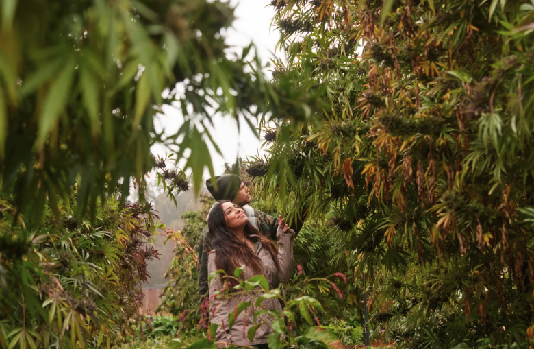 Sun Roots Farm: regenerative agriculture and the art of growing colossal cannabis plants bit.ly/4bdjH0a 

Founded by Forrest Gauder and Patricia Vargas, Sun Roots Farm is a testament to the resilience and integrity within the cannabis community.