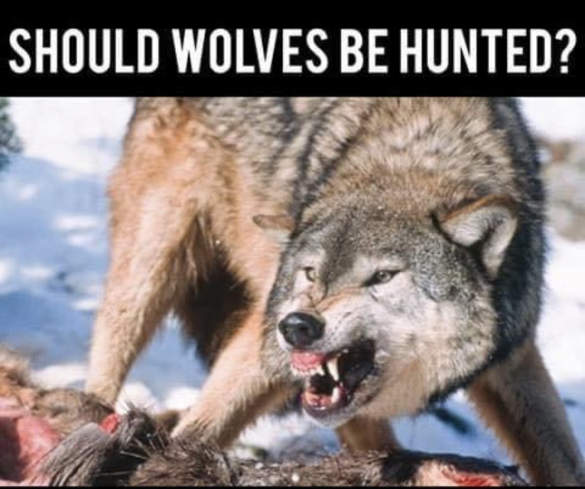 HunterNation's tweet photo. RT if you think they should be hunted 
Like if you don’t think they should be hunted. https://t.co/9rpV9aK8l7