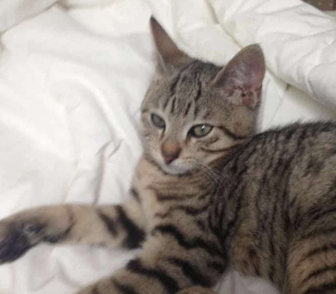 chatdoc13's tweet photo. Venez les rencontrer à Paris 13 !

🩺 Castration obligatoire à 6 mois comprise dans le forfait d'adoption, identification, vaccins et déparasitage inclus également. 

☎️ 0680655337 ou contact@lechatdoc.fr https://t.co/DkP7J8VQb1