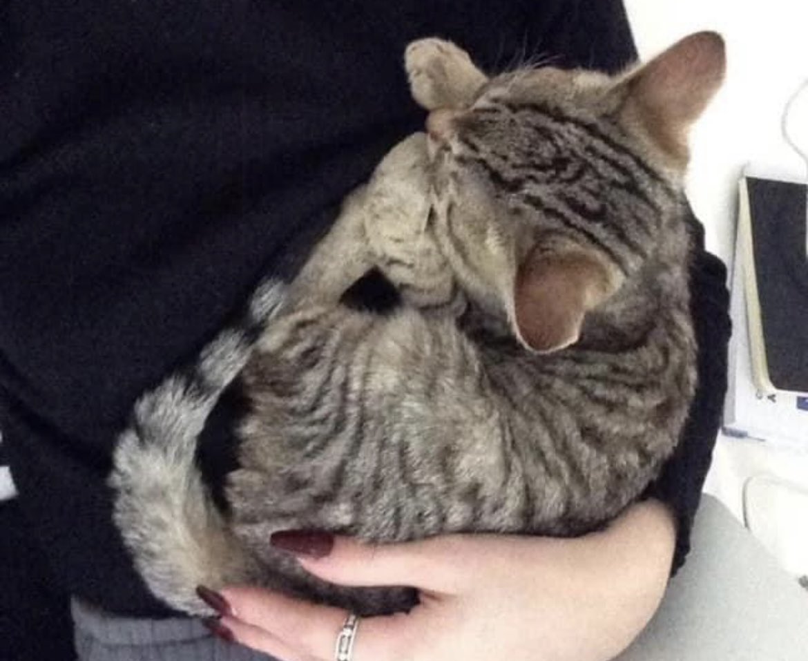 chatdoc13's tweet photo. Il ne souffre pas du tout ceci dit. Il est très content de jouer avec son frère et de faire des câlins à sa famille d'accueil. Ils aiment bien les autres chats. Ils sont très sociables et très affectueux avec les humains. Ils n'auraient pas de problème à vivre avec des enfants. https://t.co/ZpBZitl6zr