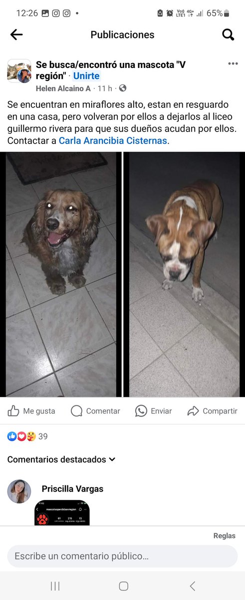 poligguuk's tweet photo. hilo de perritos y gatitos ENCONTRADOS #ViñadelMar #ElOlivar #Miraflores #VillaIndependencia #Valparaíso #CanalChacao #PasoHondo #Incendio #IncendioForestal #Incendios #MascotasIncendio  #MascotasPerdidas #achupalla https://t.co/fNNBYA54Jr