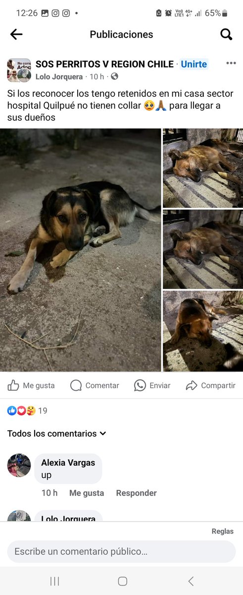 poligguuk's tweet photo. hilo de perritos y gatitos ENCONTRADOS #ViñadelMar #ElOlivar #Miraflores #VillaIndependencia #Valparaíso #CanalChacao #PasoHondo #Incendio #IncendioForestal #Incendios #MascotasIncendio  #MascotasPerdidas #achupalla https://t.co/fNNBYA54Jr