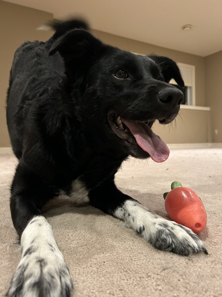DrErinHaugen's tweet photo. You can almost feel her spunk in this photo 😂😍 #BellaBoo #OutlawGang https://t.co/ma0nEO9QqK