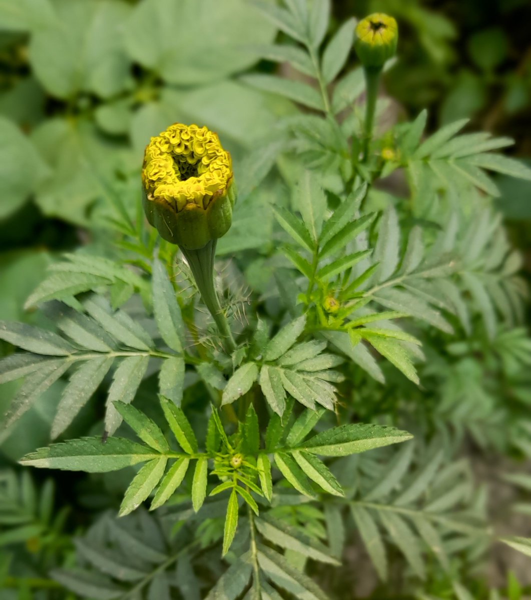 Subhamay_real's tweet photo. #FLOWER https://t.co/CKSLFThHjN
