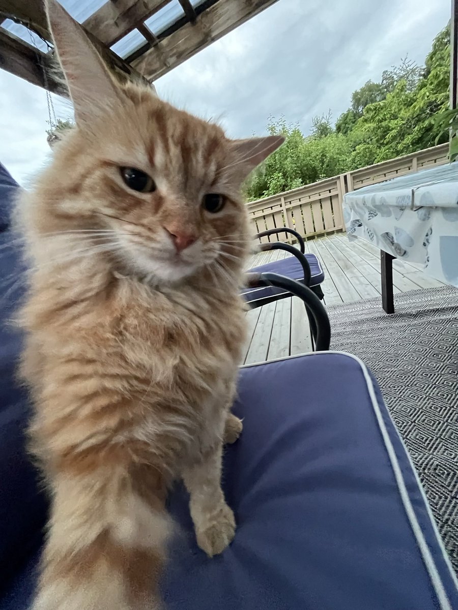 LeonardRealB0SS's tweet photo. @TFT My cat 🧧 https://t.co/Iq1pKchyLa