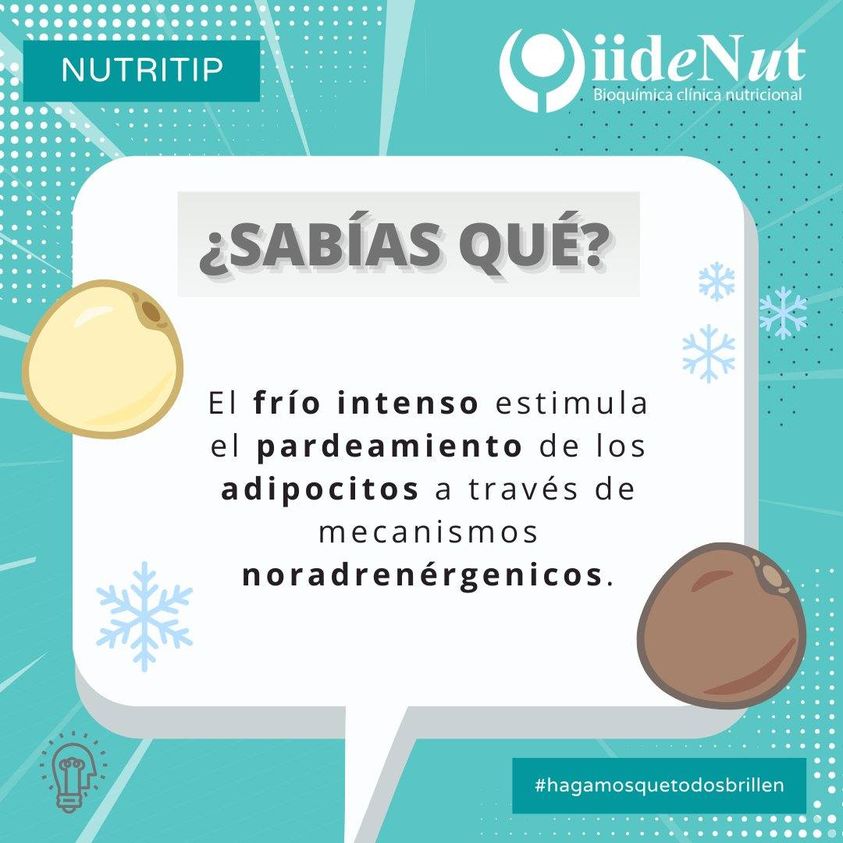 IIDENUT's tweet photo. #NutriTip
El 𝗳𝗿í𝗼 𝗶𝗻𝘁𝗲𝗻𝘀𝗼 estimula la actividad del 𝘀𝗶𝘀𝘁𝗲𝗺𝗮 𝗻𝗼𝗿𝗮𝗱𝗿𝗲𝗻é𝗿𝗴𝗶𝗰𝗼 promoviendo la conversión de adipocitos blancos en beige. Este fenómeno se conoce como 𝗽𝗮𝗿𝗱𝗲𝗮𝗺𝗶𝗲𝗻𝘁𝗼 𝗱𝗲𝗹 𝘁𝗲𝗷𝗶𝗱𝗼 𝗮𝗱𝗶𝗽𝗼𝘀𝗼 𝗯𝗹𝗮𝗻𝗰𝗼. Los cambios https://t.co/dTkI1lBmE6