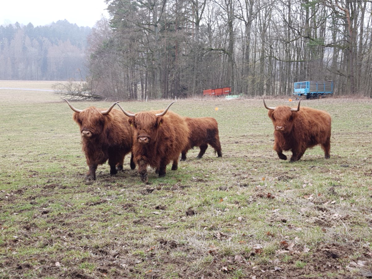 Jetzt sind es nur noch vier. Haben nach einigen Monaten Aufschub wahrscheinlich eine Übergangslösung gefunden. ❤️🐂 #highland #winter #cattle #Heather #Anna #Lynn #Freya #Saturday