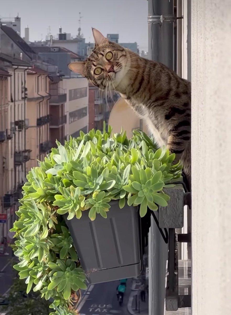 Η πεθερά μου στο μπαλκόνι
 κάθε φορά που βγαίνω απ' το σπίτι.