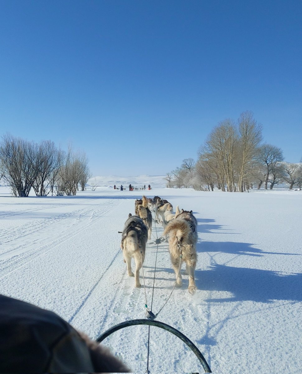 Өнөөдөр нохой хөлөглөлөө бүр 😊😊😊