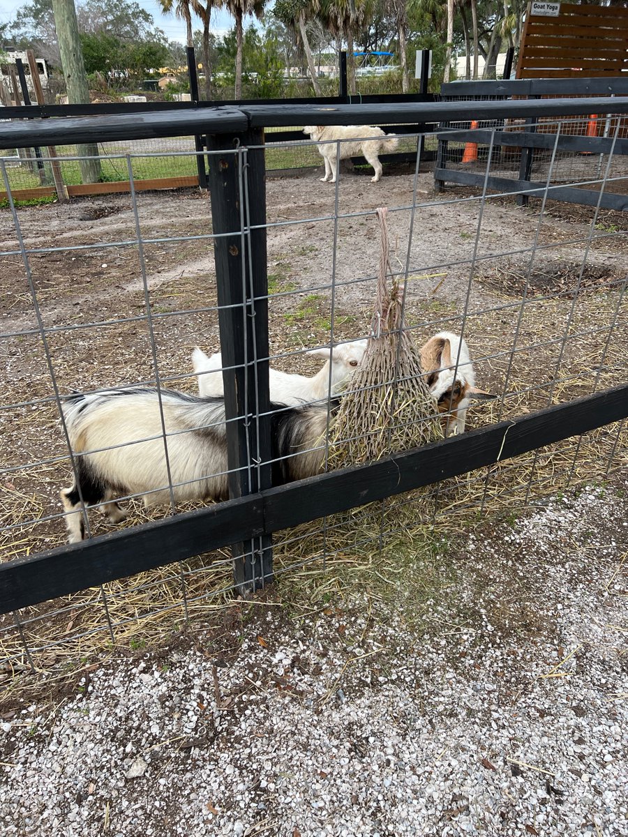 CookingOnBudget's tweet photo. Went to DK Farms in Largo, FL (near Clearwater) So cute!!! You can feet and pet the donkeys, they also have ponies and bunnies! AND mini golf, perfect idea for a cute date night #florida #pettinzoo https://t.co/GF1PM0lhiN