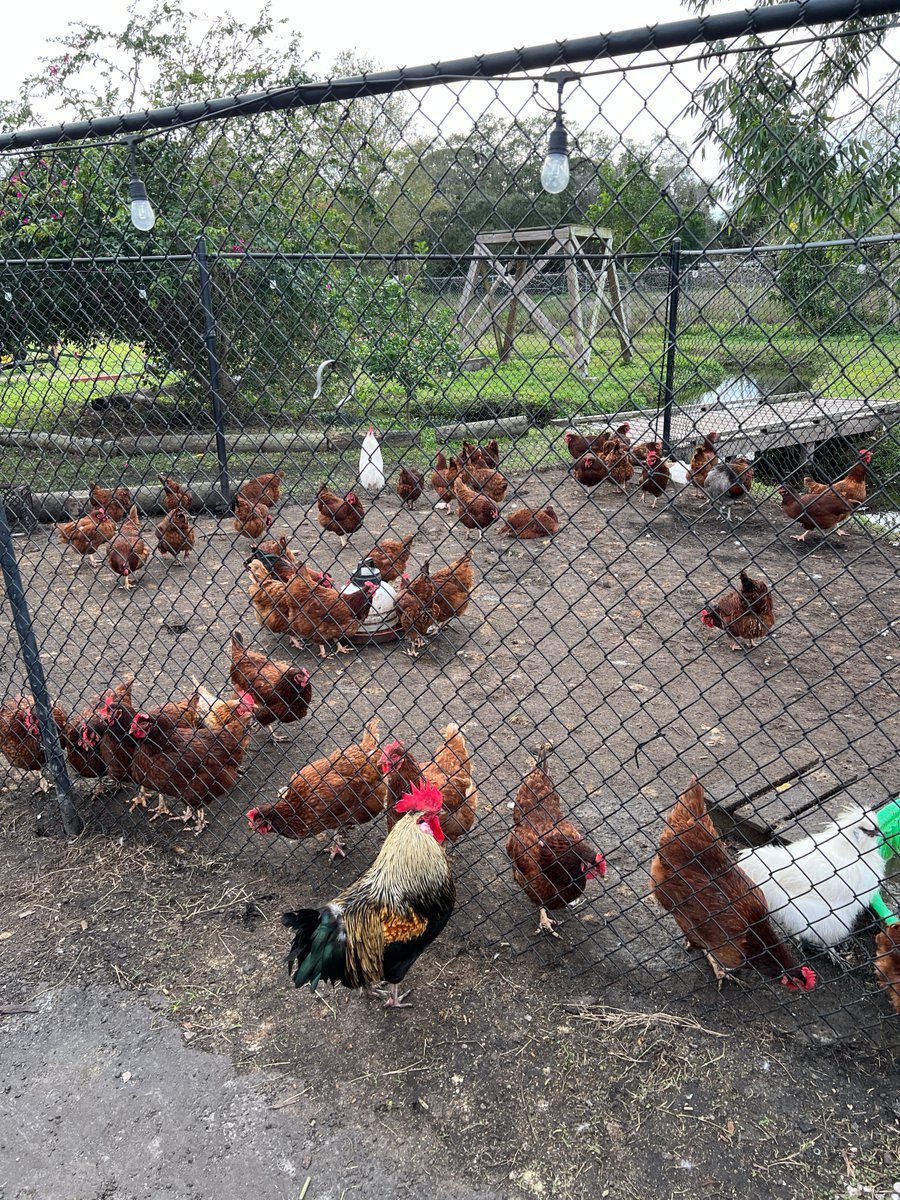 CookingOnBudget's tweet photo. Went to DK Farms in Largo, FL (near Clearwater) So cute!!! You can feet and pet the donkeys, they also have ponies and bunnies! AND mini golf, perfect idea for a cute date night #florida #pettinzoo https://t.co/GF1PM0lhiN