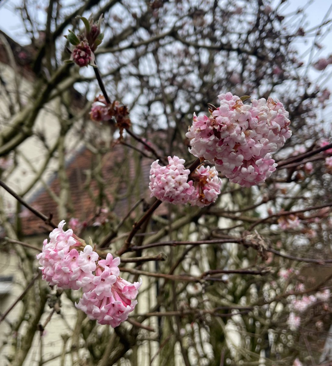 MrsLPlant's tweet photo. Spring is on the way! 🌸🌱#NewLife #Spring https://t.co/Shqn4NBpH6