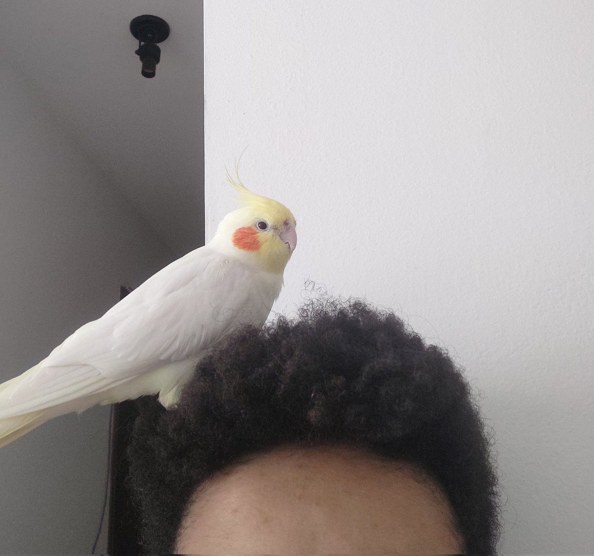 relíquia tweet media