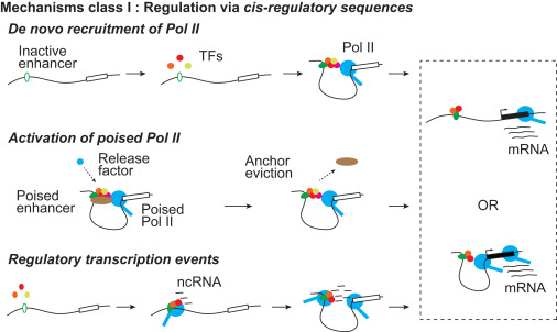 Epigenetic regulatory layers in the 3D nucleus dlvr.it/T2GFdb