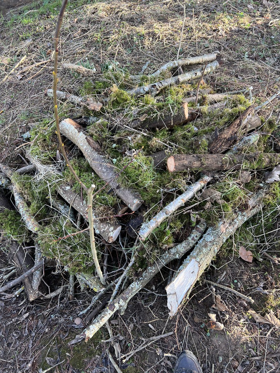 Go Wild Scotland Ranger tweet media