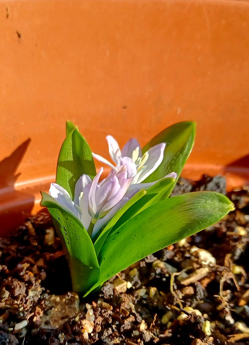 Rickretweets's tweet photo. Scilla mischtschenkoana, in the one brief moment this afternoon when the sun broke through a crack in the clouds.

#Gardening #flowera https://t.co/6WeaFdEYuT