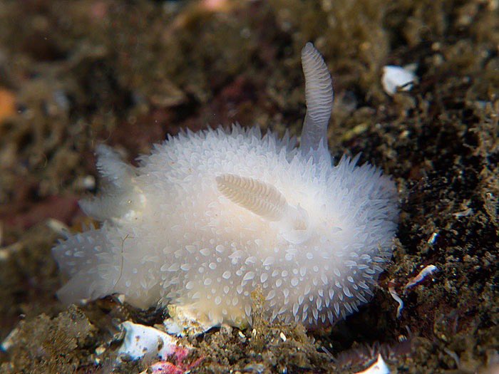 aqualuvsuotd's tweet photo. cutie nudibranchs to wish u a wonderful day !!! https://t.co/Y1pZQxIvIu